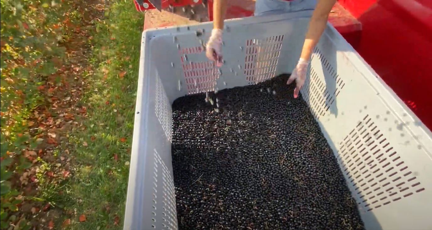 Aroniabeeren Ernte